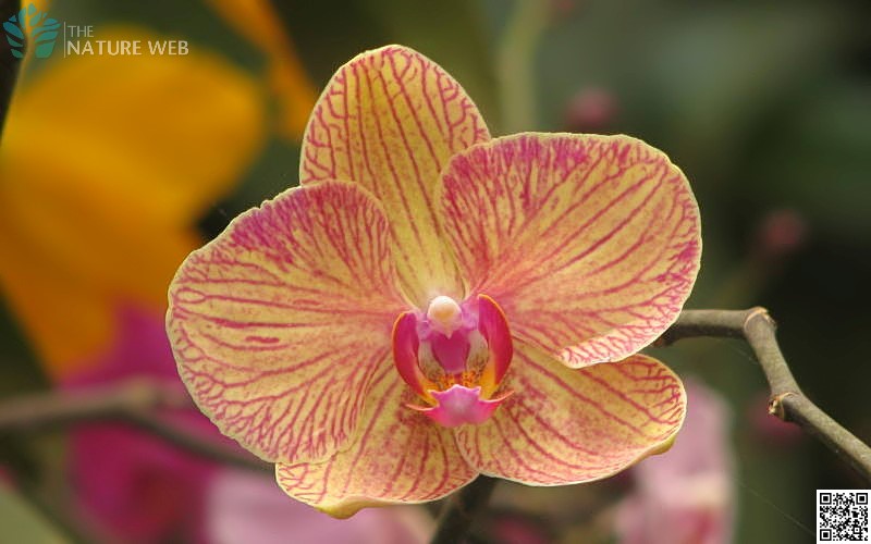 Orchid Flower Name In Marathi Meaning Best Flower Site